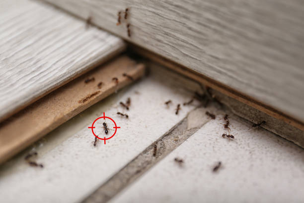 Best Local Pest Control Services  in Rock Hall, MD