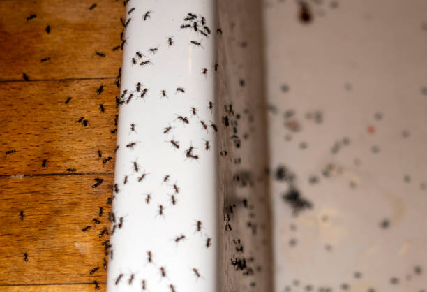 Trusted Rock Hall, MD Pest Control Experts