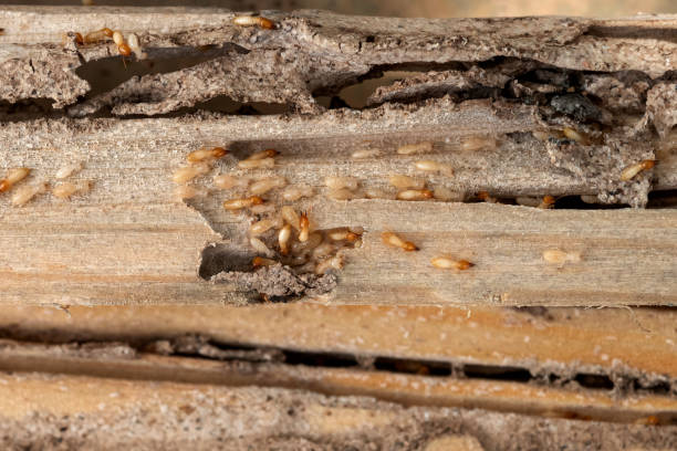 Best Insect Control  in Rock Hall, MD